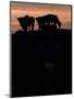 Feedlot Cattle Stand on a Mound at Sunset at the Hereford Feedlot-null-Mounted Photographic Print