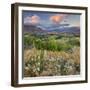 Feehly Hill Scenic Reserve, Arrowtown, Otago, South Island, New Zealand-Rainer Mirau-Framed Photographic Print