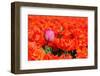 Feel the Difference-Ivonnewierink-Framed Photographic Print