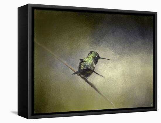 Feeling Frisky Hummingbird-Jai Johnson-Framed Stretched Canvas