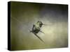 Feeling Frisky Hummingbird-Jai Johnson-Stretched Canvas