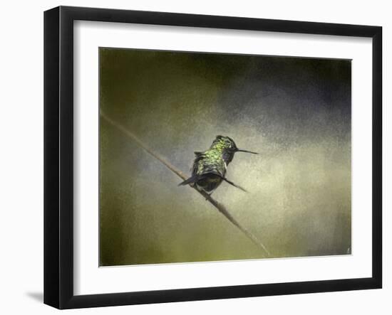 Feeling Frisky Hummingbird-Jai Johnson-Framed Giclee Print