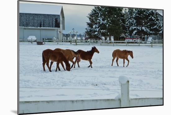 Feeling Spunky-Dana Styber-Mounted Photographic Print