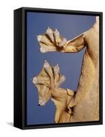 Feet of a Flying Gecko-Jane Burton-Framed Stretched Canvas