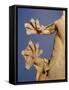 Feet of a Flying Gecko-Jane Burton-Framed Stretched Canvas