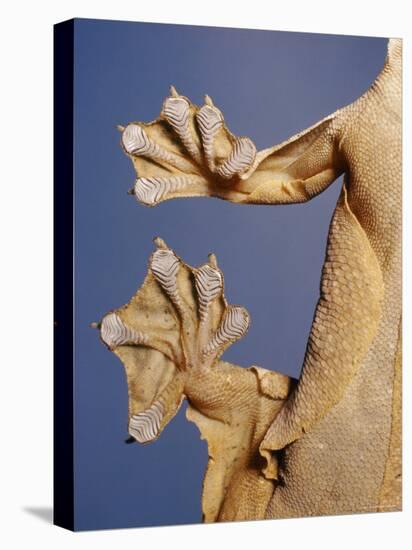 Feet of a Flying Gecko-Jane Burton-Stretched Canvas