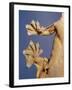 Feet of a Flying Gecko-Jane Burton-Framed Photographic Print