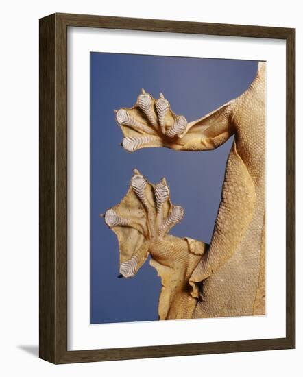 Feet of a Flying Gecko-Jane Burton-Framed Photographic Print