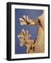 Feet of a Flying Gecko-Jane Burton-Framed Photographic Print