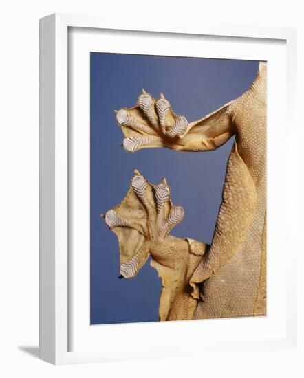 Feet of a Flying Gecko-Jane Burton-Framed Photographic Print