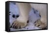 Feet of Polar Bear-W. Perry Conway-Framed Stretched Canvas