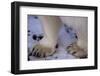 Feet of Polar Bear-W. Perry Conway-Framed Photographic Print