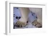 Feet of Polar Bear-W. Perry Conway-Framed Photographic Print