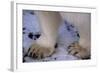 Feet of Polar Bear-W. Perry Conway-Framed Photographic Print