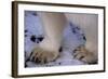 Feet of Polar Bear-W. Perry Conway-Framed Photographic Print