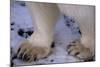 Feet of Polar Bear-W. Perry Conway-Mounted Photographic Print