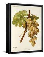 Feher Som Grape-A. Kreyder-Framed Stretched Canvas