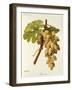 Feher Som Grape-A. Kreyder-Framed Giclee Print