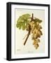 Feher Som Grape-A. Kreyder-Framed Giclee Print