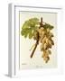 Feher Som Grape-A. Kreyder-Framed Giclee Print