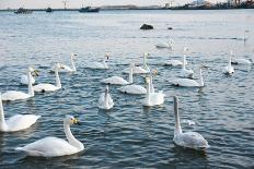 Swan White-feichang7jia1-Laminated Photographic Print