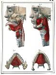 Anatomy of the Throat and Jaw, from "Manuel D'Anatomie Descriptive Du Corps Humain"-Feillet-Giclee Print