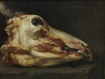 Skinned Head of a Young Bull, c.1690-Felice Boselli-Giclee Print