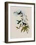 Felicia's Erythronote, Erythronota Felici?-John Gould-Framed Giclee Print