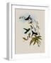 Felicia's Erythronote, Erythronota Felici?-John Gould-Framed Giclee Print