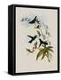 Felicia's Erythronote, Erythronota Felici?-John Gould-Framed Stretched Canvas