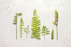 Flat Lay Ferns II-Felicity Bradley-Art Print