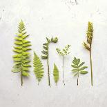 Flat Lay Ferns II-Felicity Bradley-Art Print