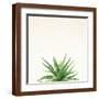 Brown Frame