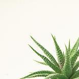 Succulent Simplicity VIII Neutral-Felicity Bradley-Art Print