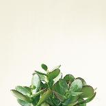 Succulent Simplicity I Neutral-Felicity Bradley-Art Print