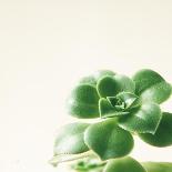 Succulent Simplicity VIII Neutral-Felicity Bradley-Art Print