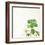 Brown Frame
