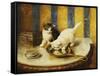 Feline Reflections-Marie Yvonne Laur-Framed Stretched Canvas