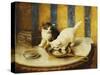 Feline Reflections-Marie Yvonne Laur-Stretched Canvas