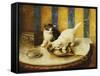 Feline Reflections-Marie Yvonne Laur-Framed Stretched Canvas