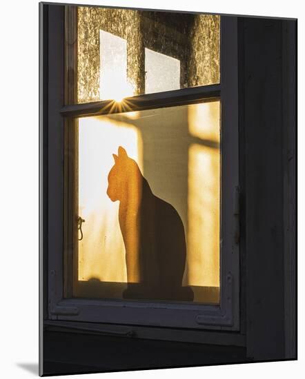 Feline Silhouette-Mikael Svensson-Mounted Giclee Print