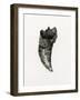 Feline Tooth, 2014-Bella Larsson-Framed Giclee Print