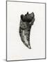 Feline Tooth, 2014-Bella Larsson-Mounted Giclee Print