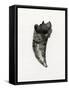 Feline Tooth, 2014-Bella Larsson-Framed Stretched Canvas