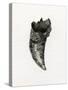 Feline Tooth, 2014-Bella Larsson-Stretched Canvas