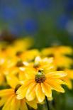 Yellow Flower in a Garden-Felipe Rodríguez-Photographic Print