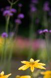 Yellow Flower in a Garden-Felipe Rodríguez-Stretched Canvas