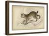 Felis Canadenis Lynx-null-Framed Premium Giclee Print
