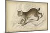 Felis Canadenis Lynx-null-Mounted Premium Giclee Print