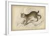 Felis Canadenis Lynx-null-Framed Art Print